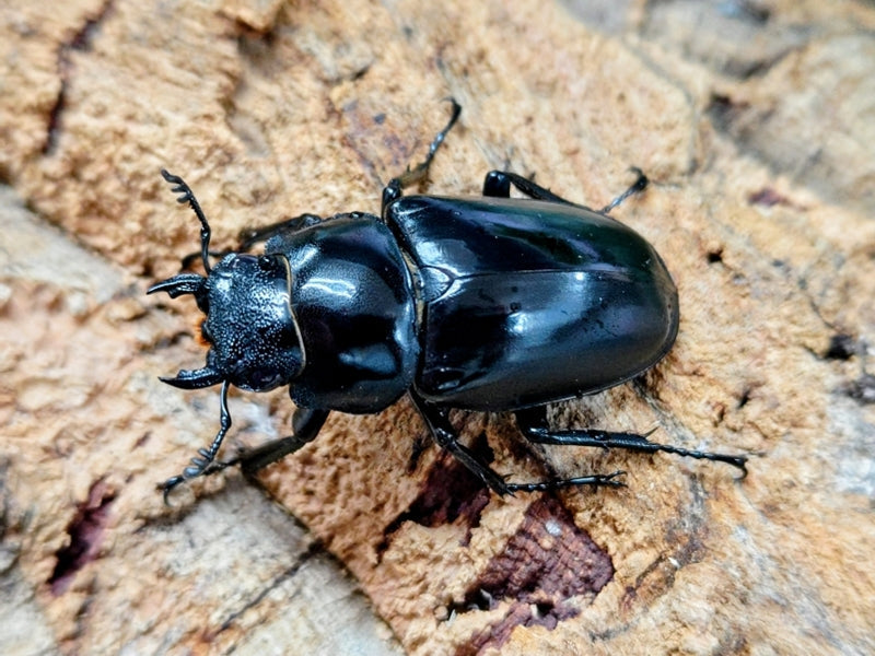 ギラファノコギリクワガタ(亜種ケイスケ) インドネシア フローレス島産