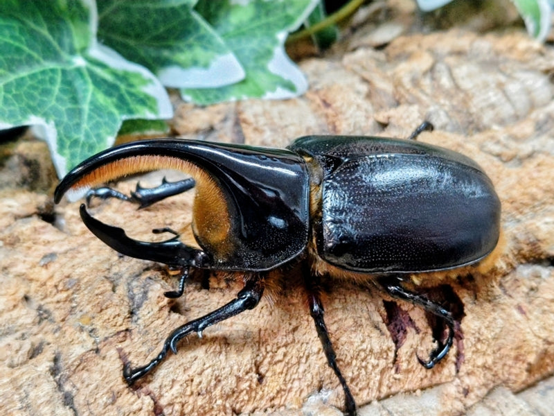 サタンオオカブト – タグ 