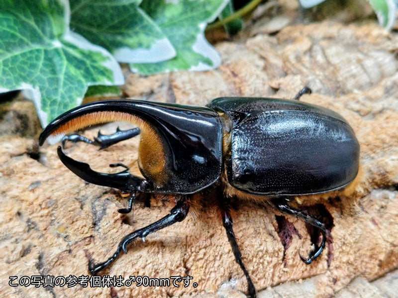 サタンオオカブト – タグ 
