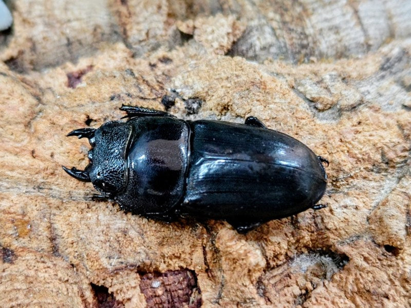 ミンダナオオオヒラタクワガタ フィリピン ミンダナオ島マラグサン産