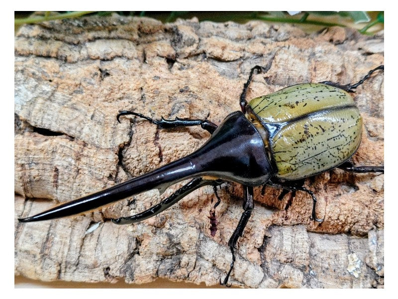 D.H.ヘラクレス – タグ 