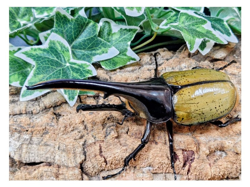 D.H.ヘラクレス – タグ 