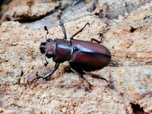 画像をギャラリービューアに読み込む, メタリフェルホソアカクワガタ(亜種sangirensis) サンギール諸島 タフナ島産 ペア（累代WF3 ♂37mm 2026/1 ♀Freemm 2026/1）
