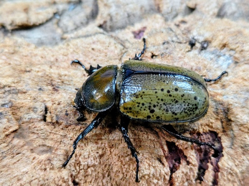 ティティウスシロカブト アメリカ合衆国 ノースカロライナ州産 ペア