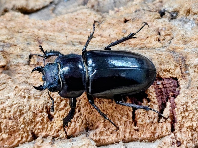 ユダイクスミヤマクワガタ トルコ 産 ペア（累代CB ♂72mm 2025/10