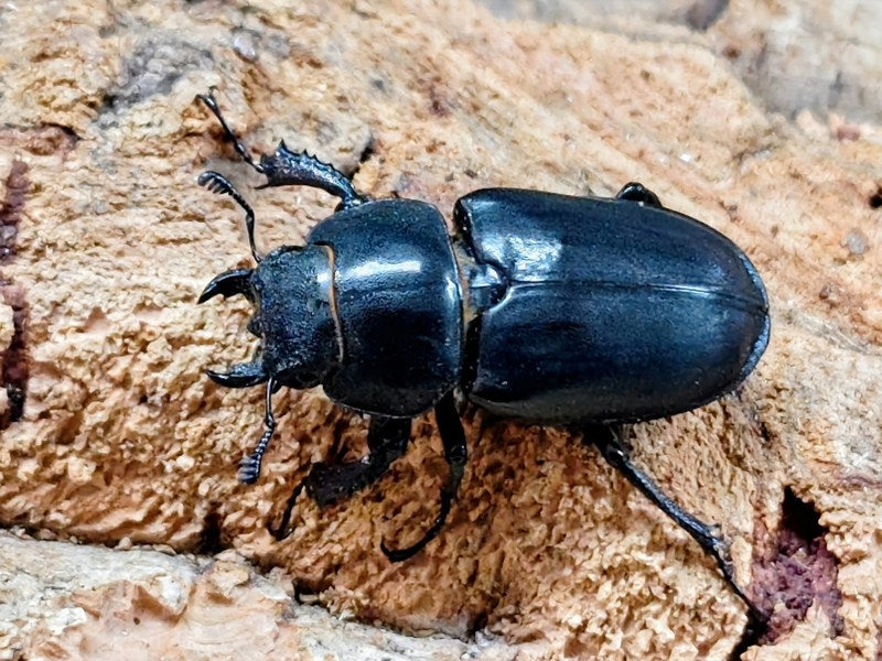 ヨーロッパミヤマクワガタ(ケルブス) 南フランス 産 ペア（累代CB