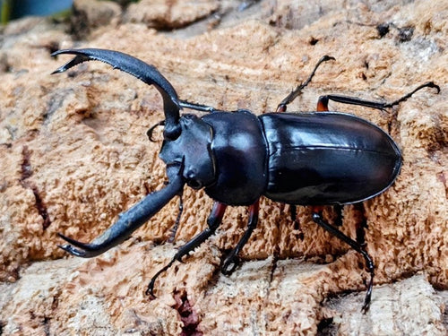 ディディエールシカクワガタ – タグ 