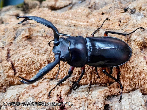 新入荷商品 – タグ 