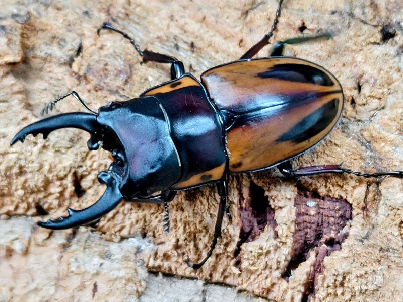 ファブリースノコギリクワガタ(原名亜種) – クワガタムシ・カブトムシ