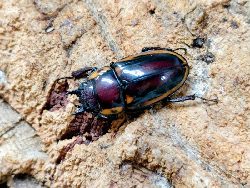 88mm】 フェモラリスツヤクワガタ 昆虫標本 ファブリース