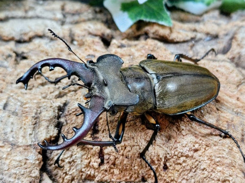 新入荷商品 – タグ 