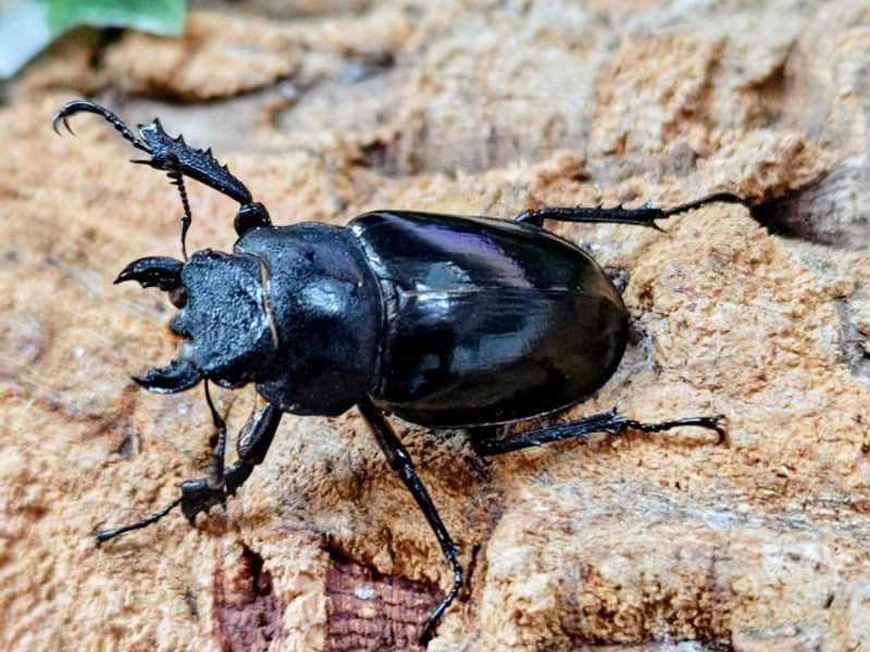 ミヤマクワガタ 宮崎県 小林市産 ペア（累代WF1 ♂70mm 2025/9