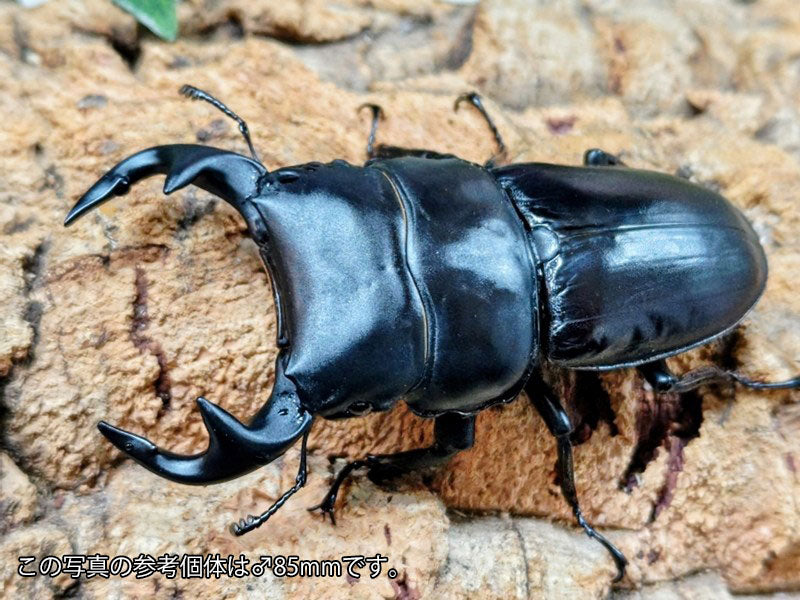 グランディスオオクワガタ – クワガタムシ・カブトムシ昆虫専門店COLORS