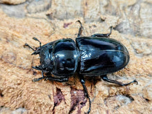 画像をギャラリービューアに読み込む, グランディスオオクワガタ ミャンマー チン州チンヒル産 ペア（累代WF7 ♂83mm 2025/6 ♀53mm 2025/3）
