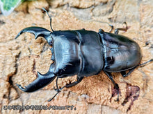 画像をギャラリービューアに読み込む, スマトラオオヒラタクワガタ インドネシア スマトラ島ベンクール産 ペア（累代WD ♂75Upmm ♀Freemm ）

