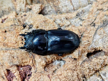 画像をギャラリービューアに読み込む, スマトラオオヒラタクワガタ インドネシア スマトラ島ベンクール産 ペア（累代WD ♂75Upmm ♀Freemm ）
