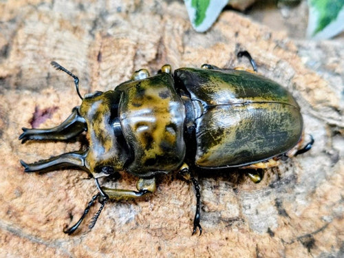 ローゼンベルグオウゴンオニ – クワガタムシ・カブトムシ昆虫専門店COLORS