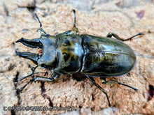 画像をギャラリービューアに読み込む, ローゼンベルグオウゴンオニ インドネシア ジャワ島Mt.ハリムン産 ペア（累代WD ♂57mm ♀47mm ）
