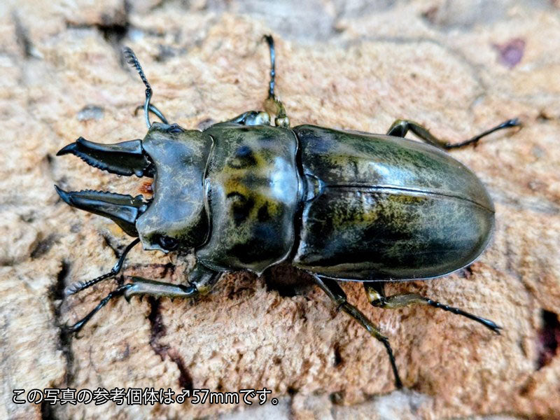 ローゼンベルグオウゴンオニ – クワガタムシ・カブトムシ昆虫専門店COLORS