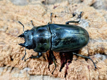 画像をギャラリービューアに読み込む, ローゼンベルグオウゴンオニ インドネシア ジャワ島Mt.ハリムン産 ペア（累代WD ♂56mm ♀45mm ）
