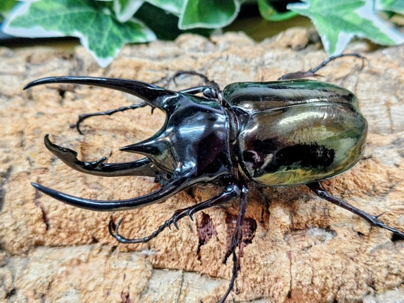 コーカサスオオカブト(原名亜種) – クワガタムシ・カブトムシ昆虫専門