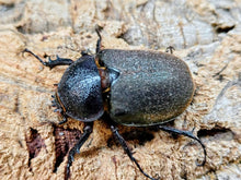 画像をギャラリービューアに読み込む, コーカサスオオカブト(原名亜種) インドネシア ジャワ島アルゴプーロ産 ペア（累代WD ♂93mm ♀Freemm ）
