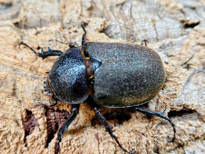 コーカサスオオカブト(原名亜種) インドネシア ジャワ島アルゴプーロ産