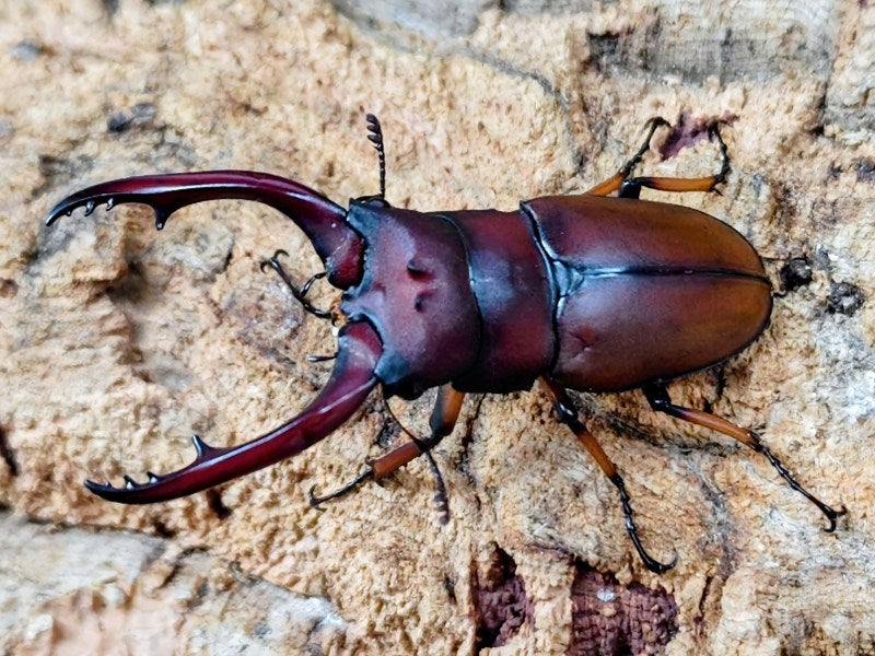 アスタコイデスノコギリクワガタ亜種pallidipennis – クワガタムシ