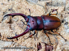 画像をギャラリービューアに読み込む, アスタコイデスノコギリクワガタ亜種pallidipennis インドネシア スマトラ島ベンクール産 ペア（累代WD ♂60mm ♀Freemm ）
