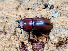 画像をギャラリービューアに読み込む, アスタコイデスノコギリクワガタ亜種pallidipennis インドネシア スマトラ島ベンクール産 ペア（累代WD ♂60mm ♀Freemm ）
