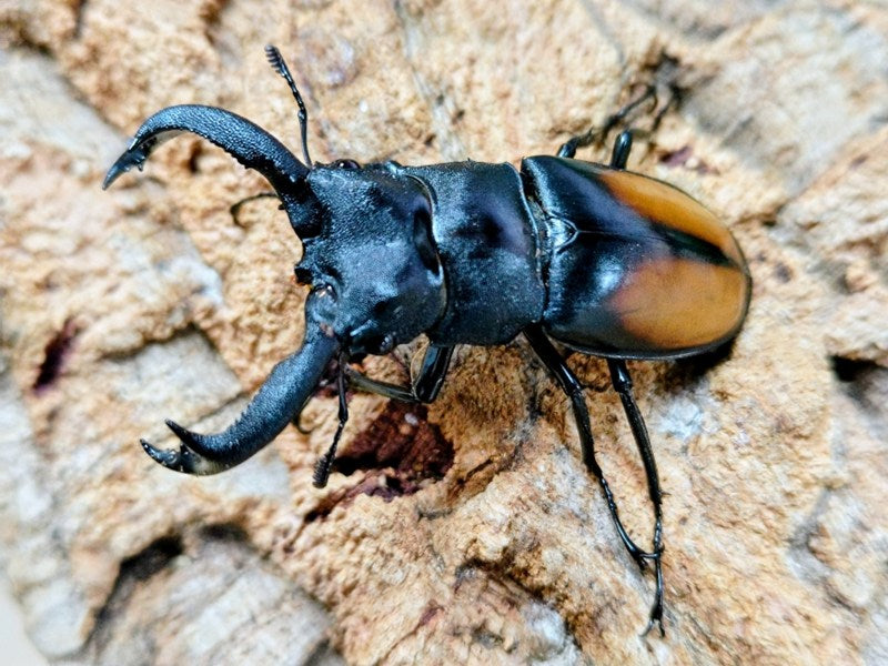 パリーフタマタクワガタ(マレー・スマトラ亜種) – タグ 
