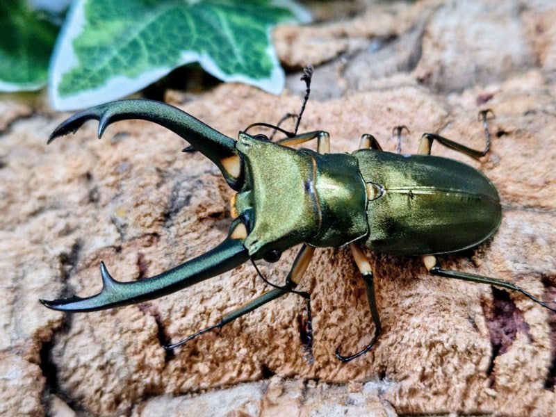 エラフスホソアカクワガタ – クワガタムシ・カブトムシ昆虫専門店COLORS