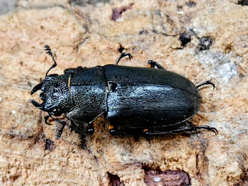 エラフスホソアカクワガタ インドネシア スマトラ島Mt.デンポー産 ペア