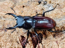 画像をギャラリービューアに読み込む, アローコクワガタ(原名亜種) 中国 雲南省盈江県昔馬鎮産 ペア（累代WF3 ♂38mm 2025/11 ♀Freemm 2025/11）
