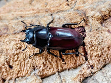 画像をギャラリービューアに読み込む, アローコクワガタ(原名亜種) 中国 雲南省盈江県昔馬鎮産 ペア（累代WF3 ♂38mm 2025/11 ♀Freemm 2025/11）

