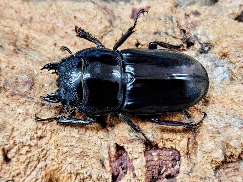 スマトラオオヒラタクワガタ インドネシア スマトラ島アチェ州産 ペア