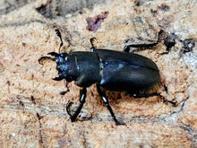 画像をギャラリービューアに読み込む, メタリフェルホソアカクワガタ(亜種finae) インドネシア ペレン島産 ペア（累代WD ♂72mm ♀Freemm ）

