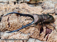 画像をギャラリービューアに読み込む, メタリフェルホソアカクワガタ(亜種finae) インドネシア ペレン島産 ペア（累代WD ♂73mm ♀Freemm ）
