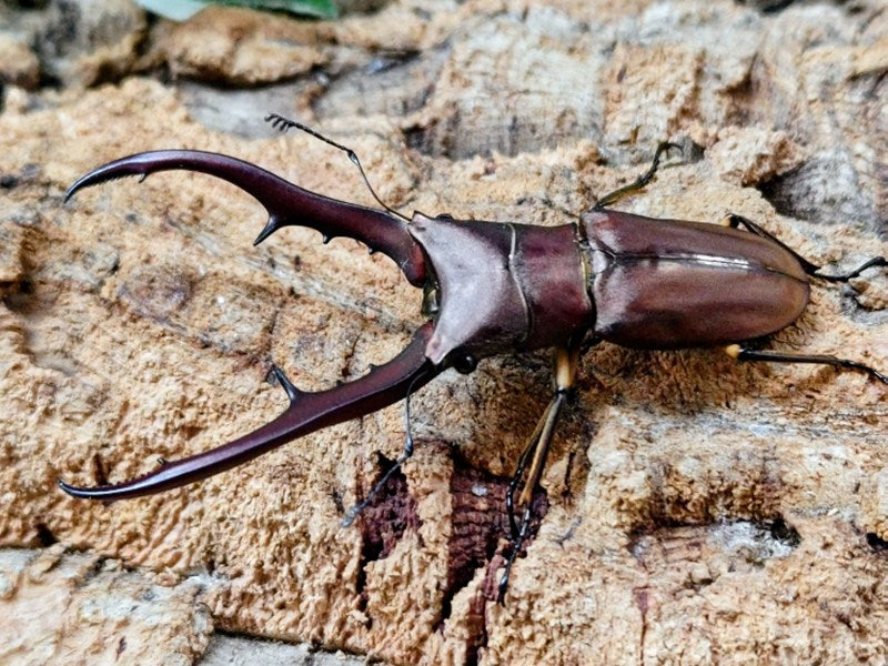 メタリフェルホソアカクワガタ(原名亜種) – クワガタムシ・カブトムシ