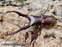 画像をギャラリービューアに読み込む, メタリフェルホソアカクワガタ(原名亜種) インドネシア スラウェシ島パロロ・パル産 ペア（累代WD ♂71mm ♀Freemm ）
