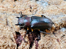 画像をギャラリービューアに読み込む, メタリフェルホソアカクワガタ(原名亜種) インドネシア スラウェシ島パロロ・パル産 ペア（累代WD ♂71mm ♀Freemm ）
