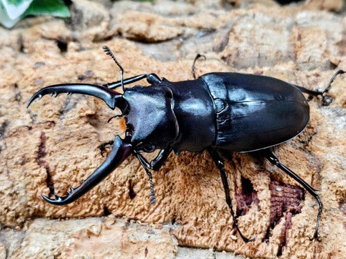 ギラファノコギリクワガタ(亜種ケイスケ) – クワガタムシ・カブトムシ