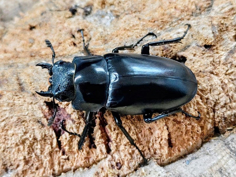 ギラファノコギリクワガタ(亜種ケイスケ) インドネシア フローレス島産