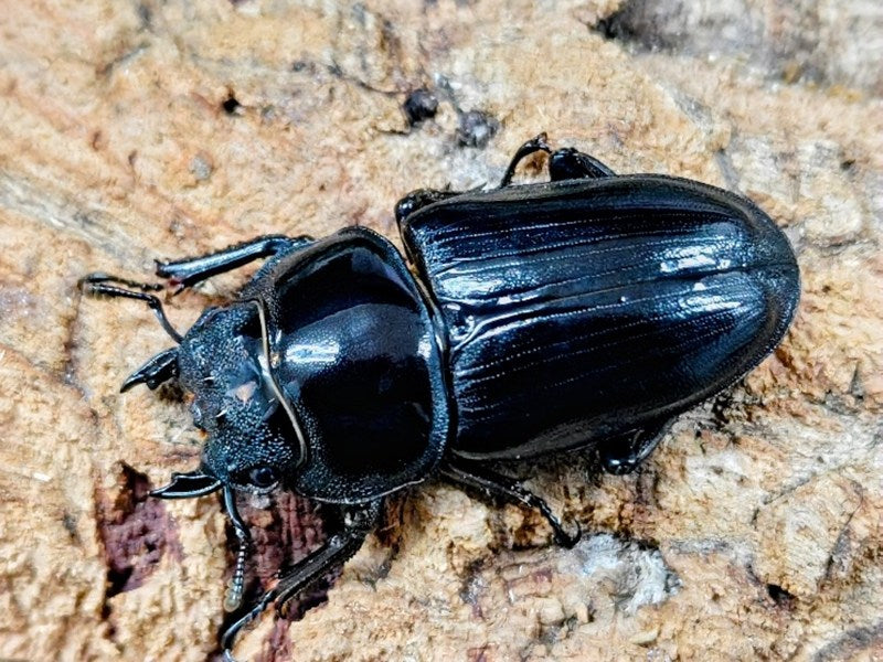 国産オオクワガタ(SR血統) 大阪府 能勢町産 ペア（累代CB ♂72mm 2025