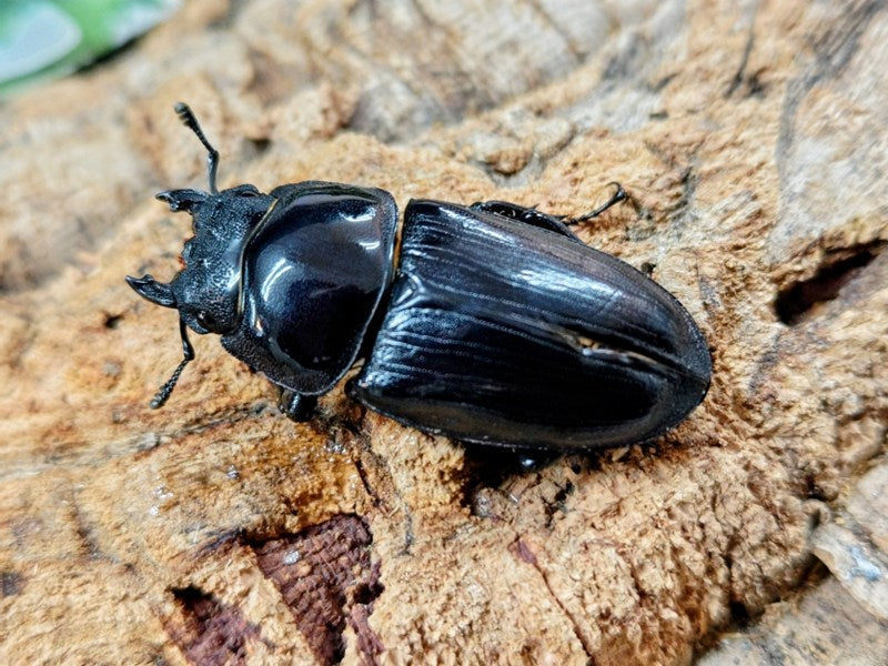 国産オオクワガタ(兵庫県産) 兵庫県 川西市産 ペア（累代奈良輪血統CB