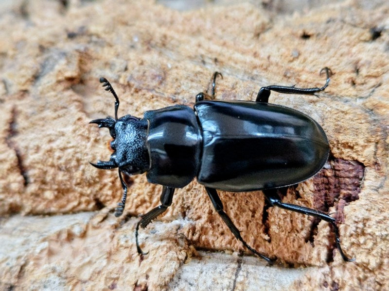ギラファノコギリクワガタ(亜種ケイスケ) インドネシア フローレス島産