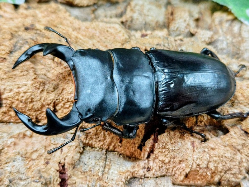グランディスオオクワガタ♂♀♀（3匹）トリオ グランディスオオクワガタ – クワガタムシ・カブトムシ昆虫専門店COLORS