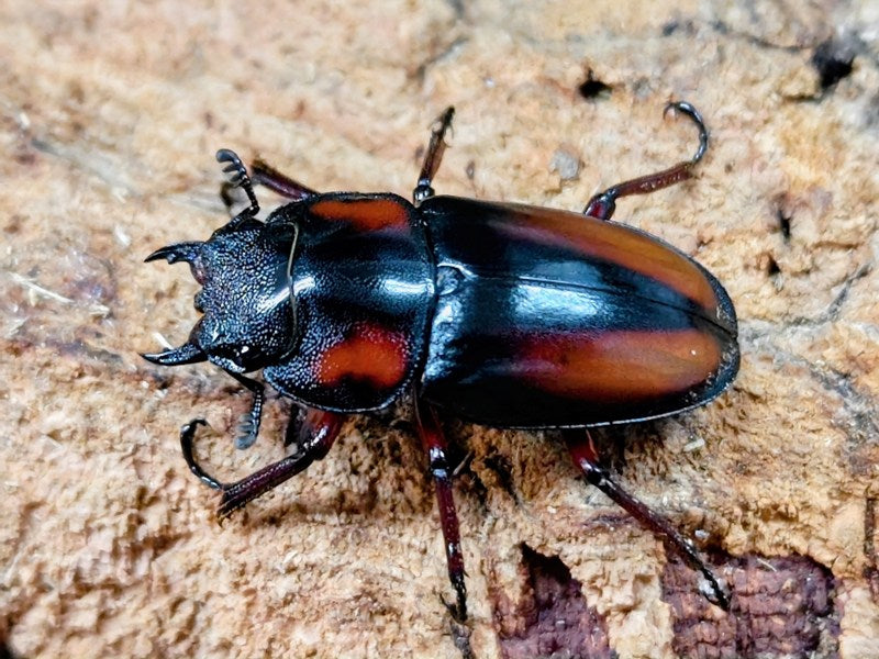 ミラビリスノコギリクワガタ タンザニア タンガ州Mt.ウサンバラ産 ペア