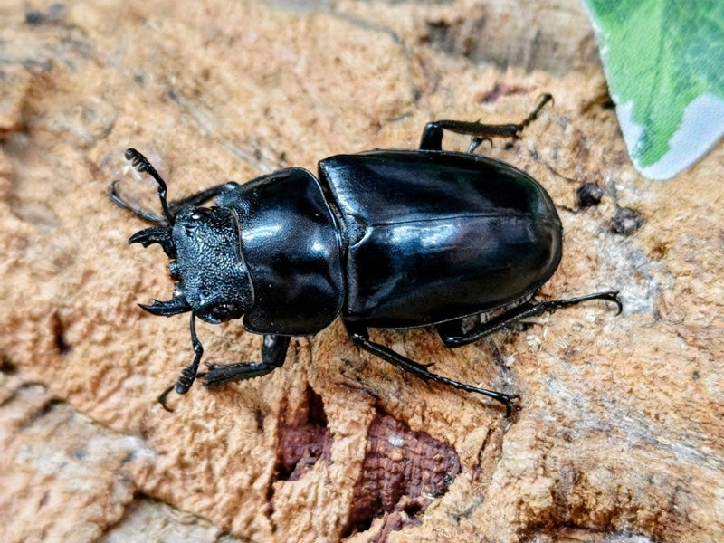 (終了)ギラファノコギリクワガタ ジャワ産 ボロブドゥール 使用済み 産卵済 ♂♀♀トリオ ギラファノコギリクワガタ（ジャワ） ♂84mm／♀46mm成虫ペア