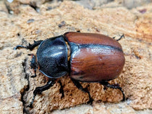 画像をギャラリービューアに読み込む, サンボンツノカブト亜種リュウスイ インドネシア Mt.アルファック産 ペア（累代WD ♂58mm ♀Freemm ）
